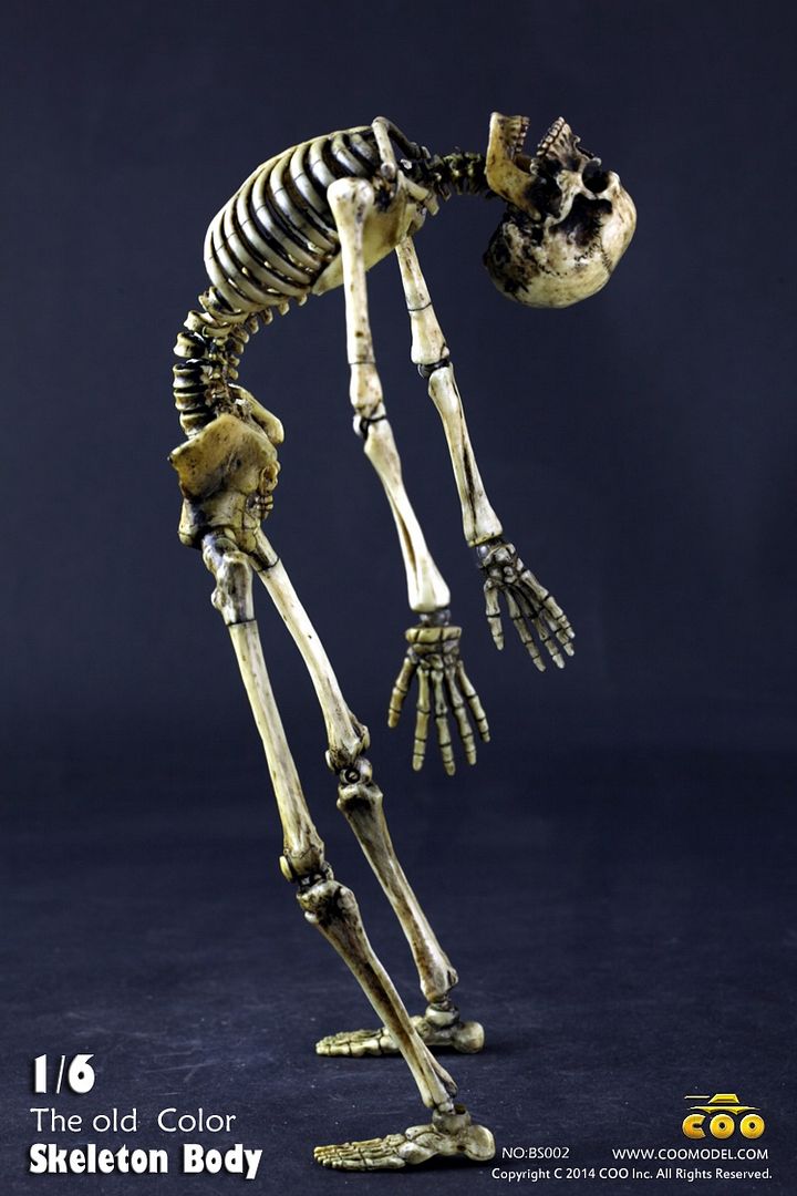 movable skeleton model online