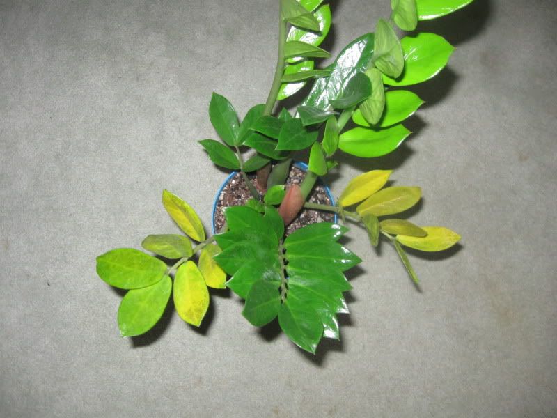 Yellowing ZZ plant