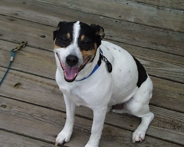 How To Get Rid Of Snakes In Your Yard | Apps Directories