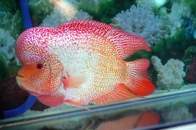 Golden Base Flowerhorn