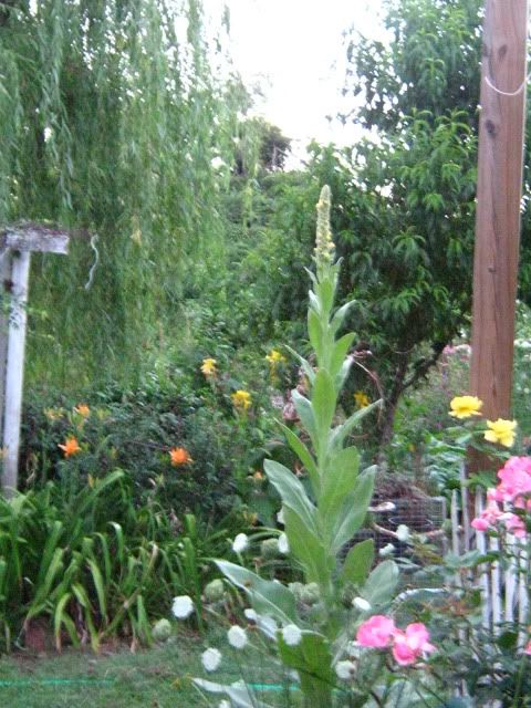 Tall Flannel Leaf Mullein Pictures, Images and Photos