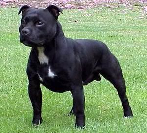 Staffie bull