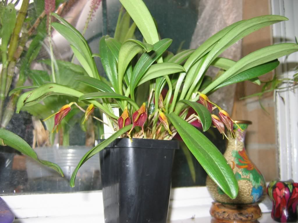 ia,maculata,angulata,orchid