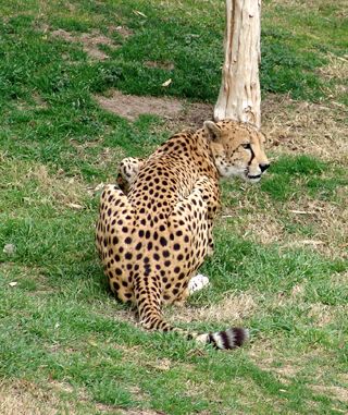 Distracted cheetah