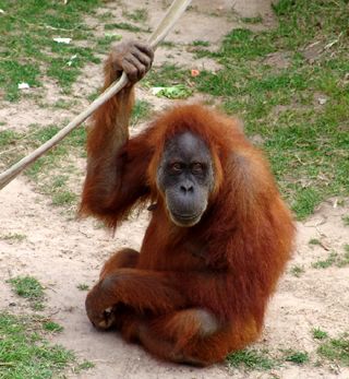 Orangutan hanging out.