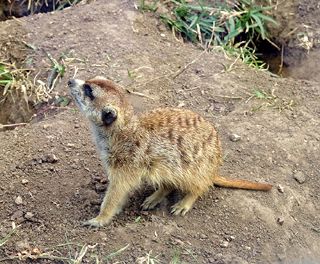 Cute meerkat!