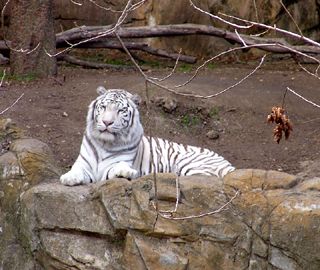 Wise white tiger.