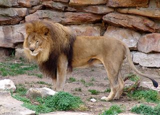Male lion!