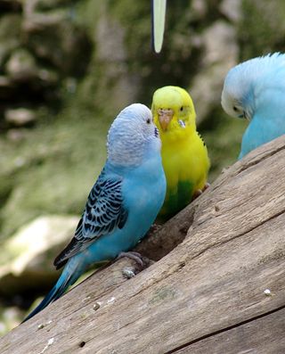 Parrot love.