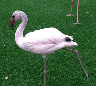 Dancing flamingo!
