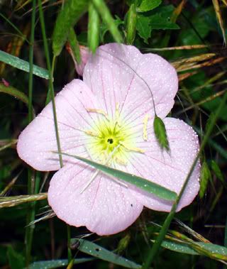 Closeup of the pink flower.