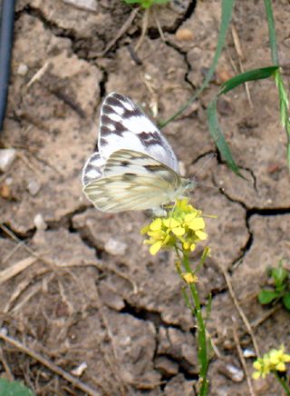 Cute butterfly