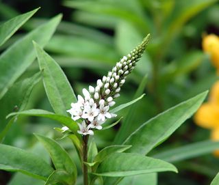 Pretty weed?!