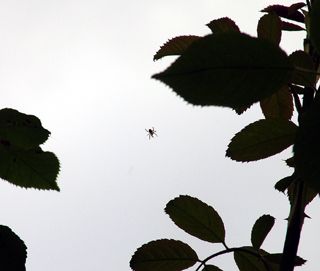 Flying spider.