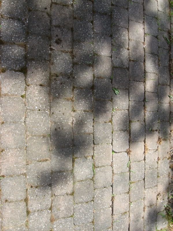 IMG_1546.jpg
