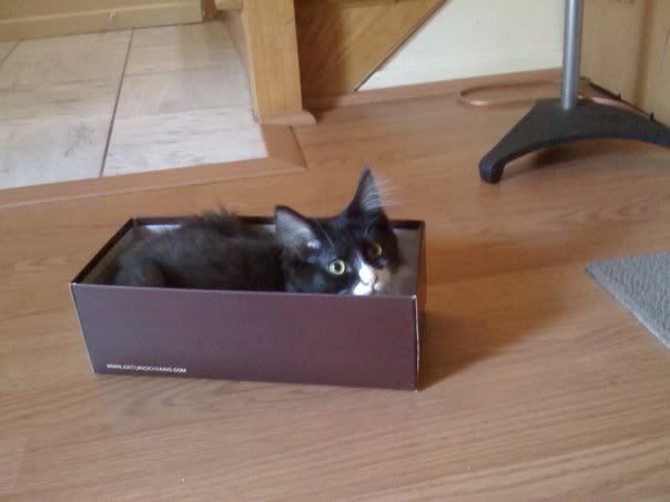 boxcat.jpg