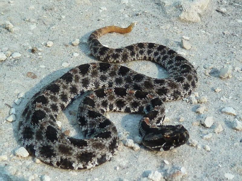 mexican pygmy rattlesnake