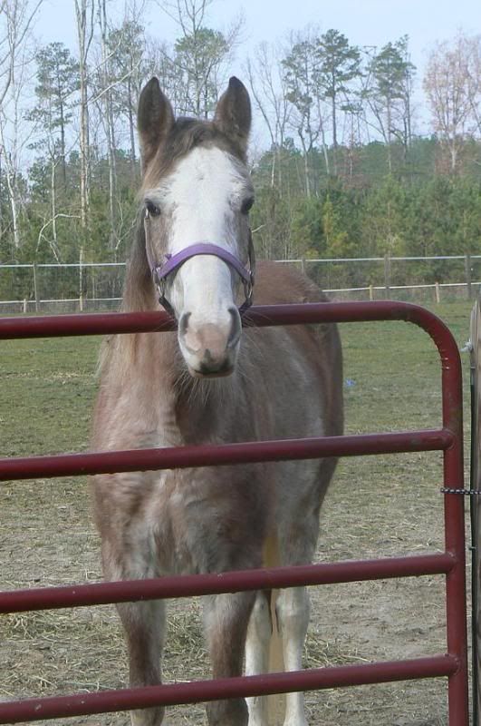 IMAGE(http://i21.photobucket.com/albums/b254/steffiegilbert/gypsydec2.jpg)
