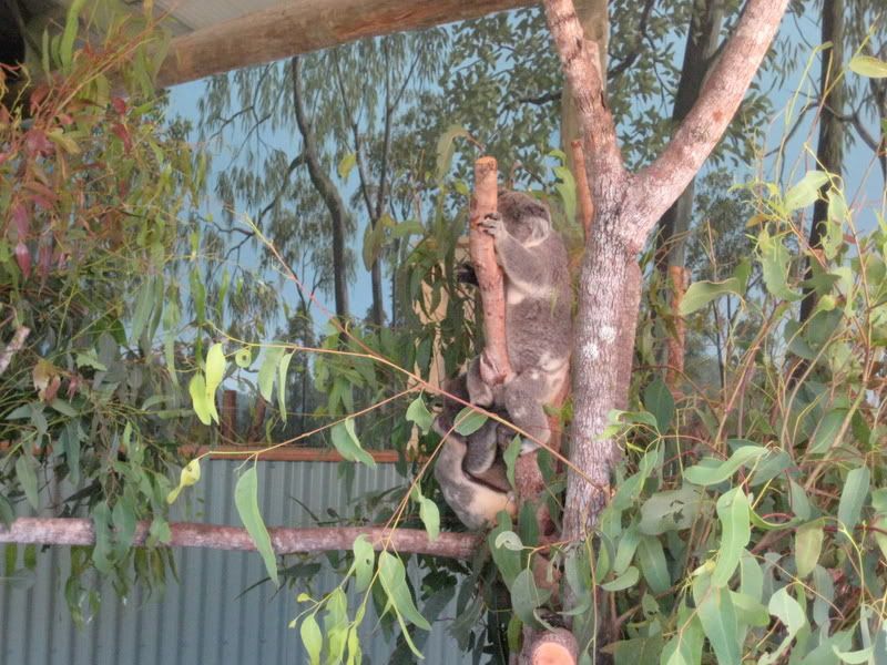 shy kola bear