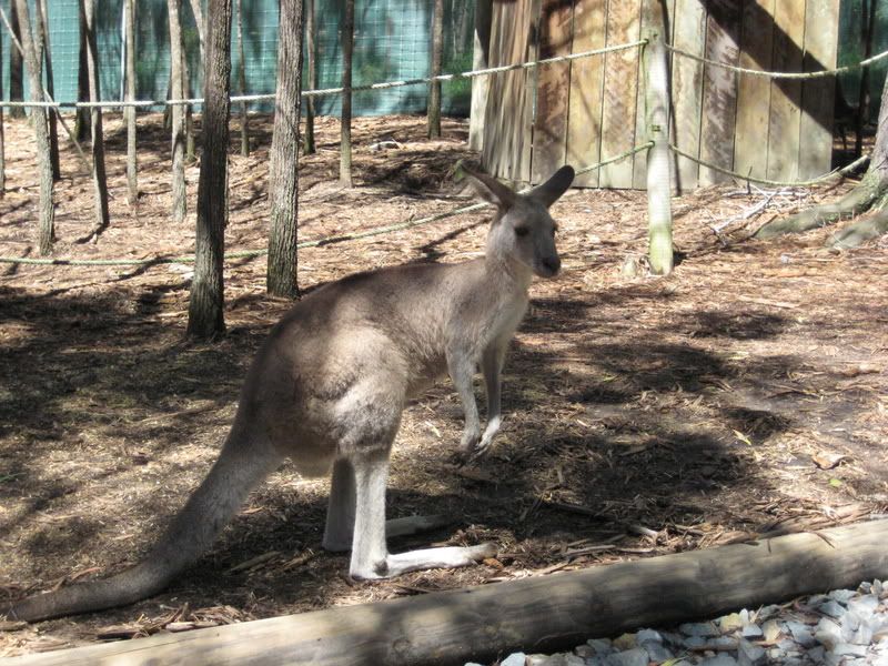 kangaroo