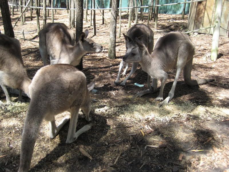 kangroo eating