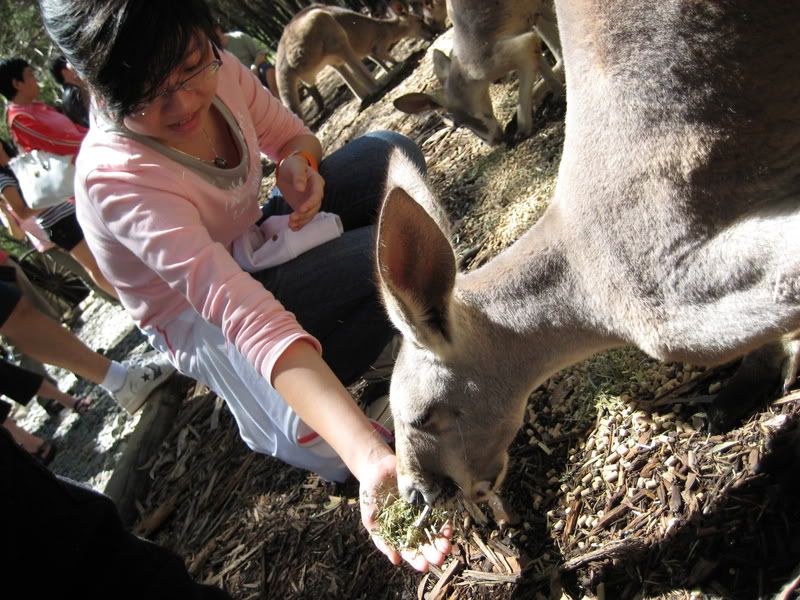 sis feeding kangroo