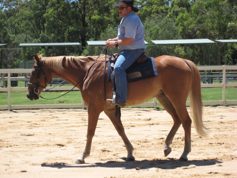 cool horse