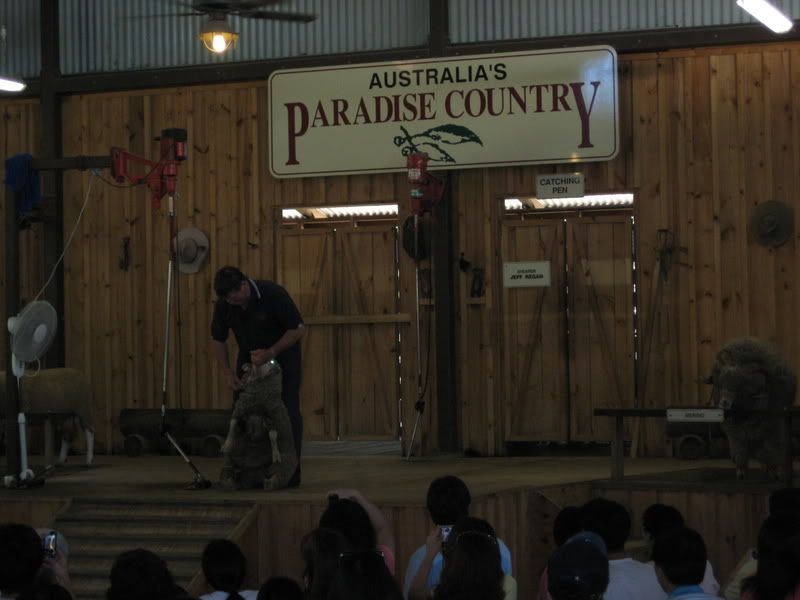 sheep shearing