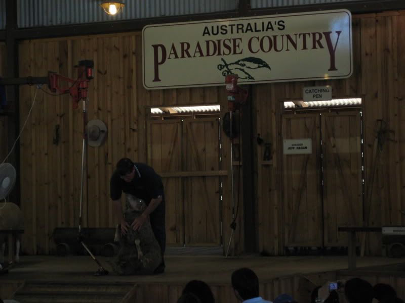 sheep shearing