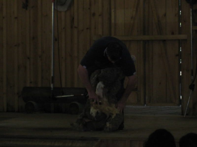 sheep shearing