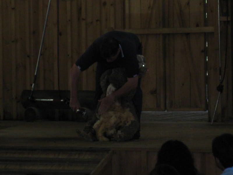 sheep shearing