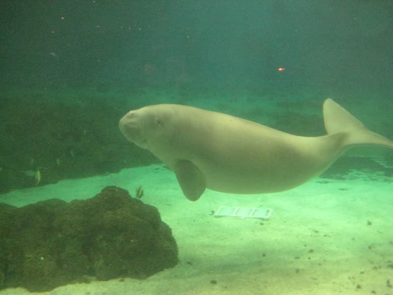 dugong