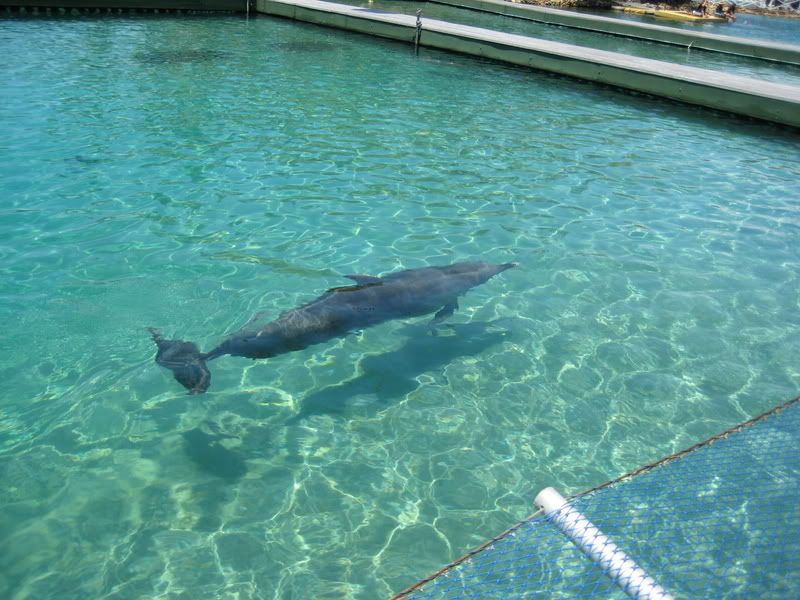 dolphin nursery pool