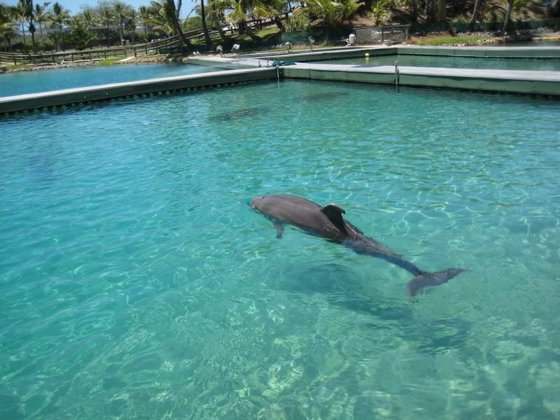 dolphin nursery pool