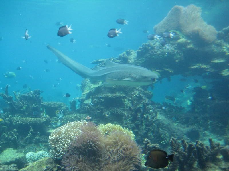 under water world