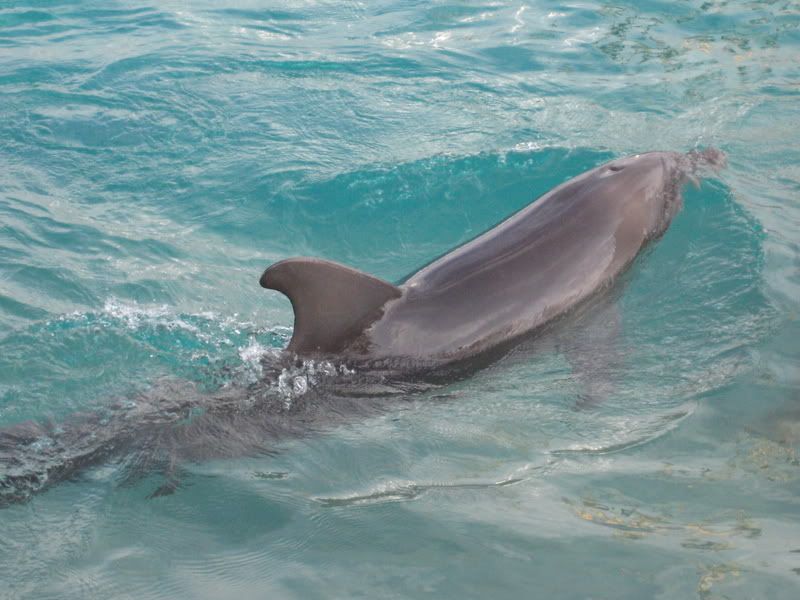 dolphin