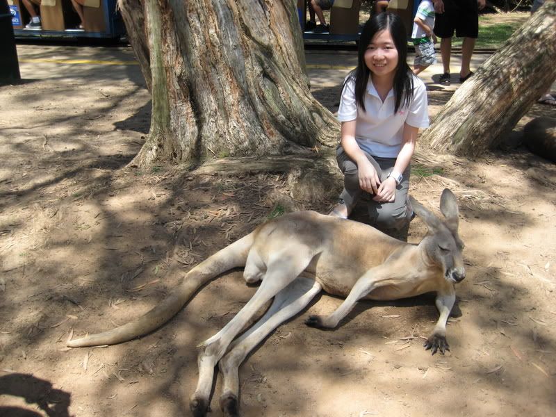 kangaroo