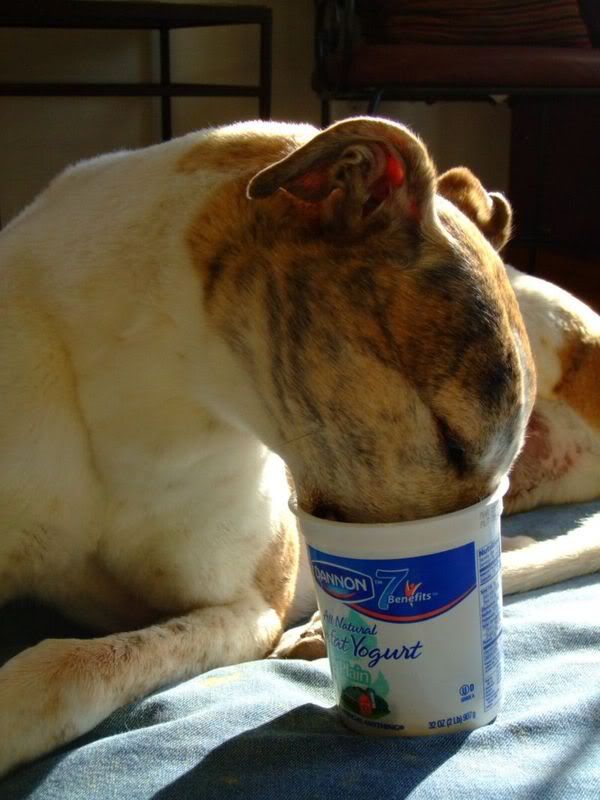 yogurt2.jpg