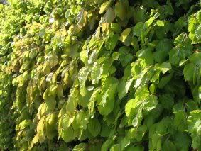 new leaves on the copper beech hedge