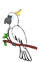 [صورة: cockatoo.gif]
