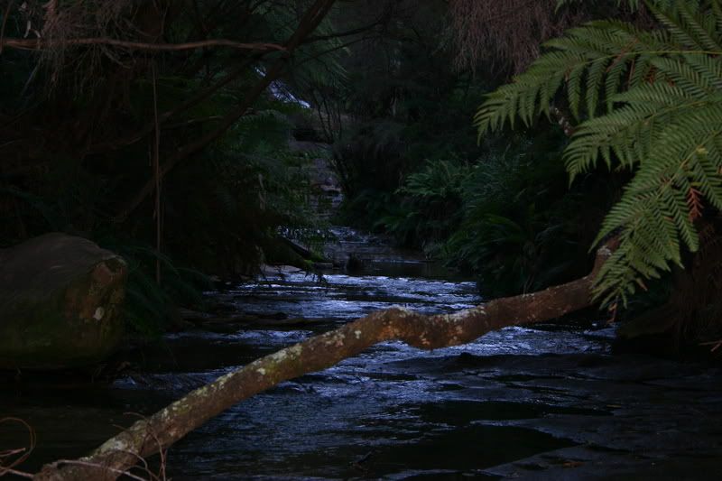 IMAGE: http://i21.photobucket.com/albums/b259/Pitbull05/IMG_9528.jpg