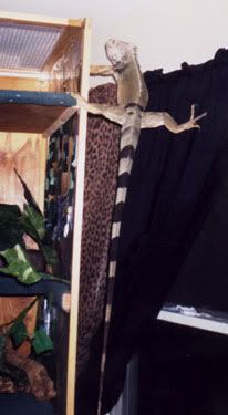 We didn't know when we got him he was a stunt lizard.