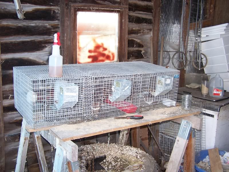 Quail Breeder Pens