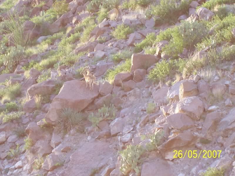 Just had to share! - Homesteading Questions