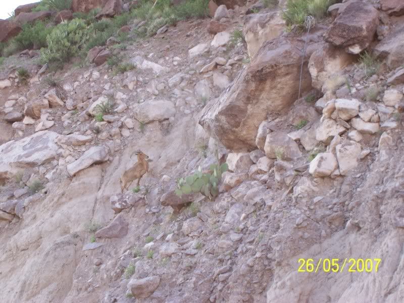 Just had to share! - Homesteading Questions