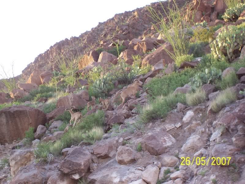 Just had to share! - Homesteading Questions