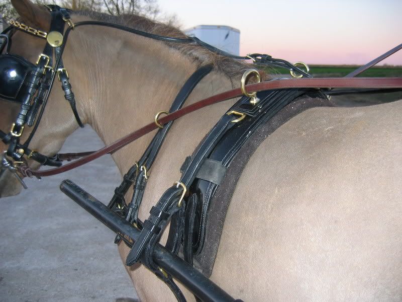 Carriage Harness