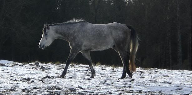 0802024litenhage2.jpg