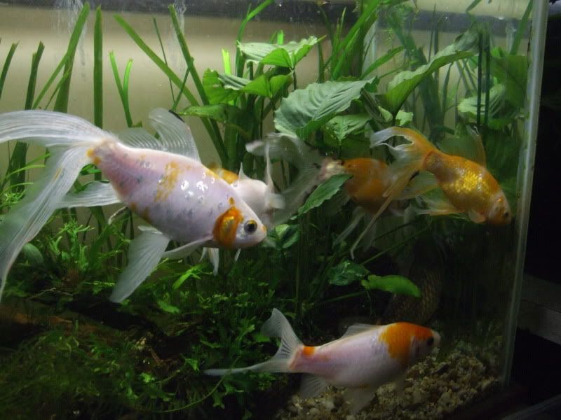 Goldfish001.jpg