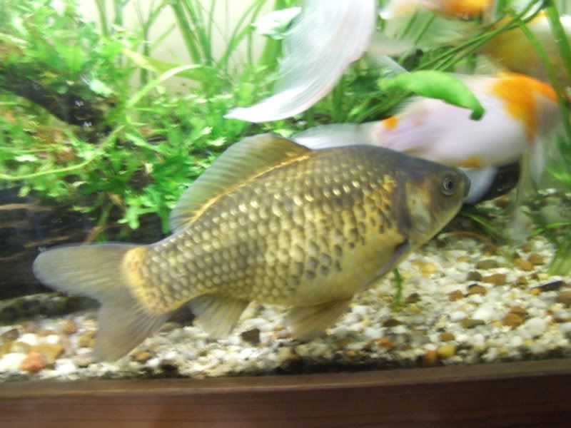 Goldfish003.jpg